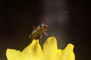 Miridae insect