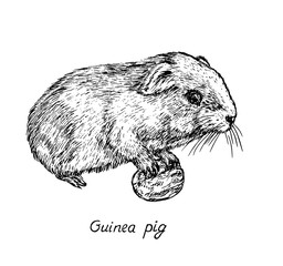 Domestic guinea pig (Cavia porcellus,  domestic cavy) holding fruit, hand drawn gravure style, vector sketch illustration, element for design