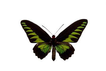 Rajah Brooke's birdwing, Trogonoptera brookiana, a butterfly cut out with white background