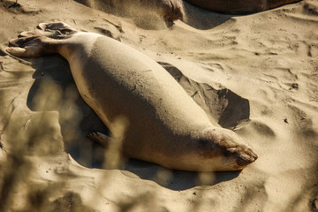 Seal at a Californian beach covered in sand protection against the sun