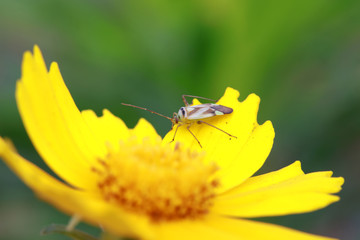 Miridae insect