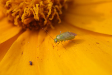 Miridae insect