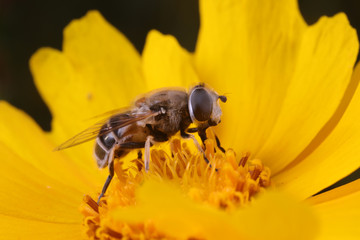 Syrphidae