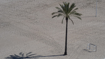 palmera