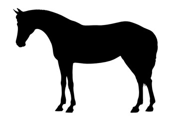 Beautiful horse. Silhouette portrait of a horse. Equine drawing. 