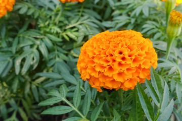Fresh Marigold orange flower in garden