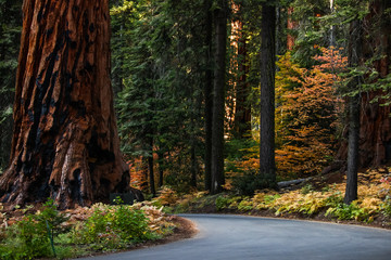 Sequoia national park road on the right and a giant Sequoia on the left, beautiful autumn colors in the background perfect season to visit.
