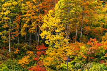 Colorful foliage of autumn in the forest at Towada Hachimantai National Park, Akita Prefecture, Japan
