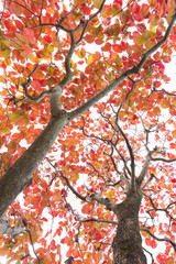 ハナミズキの紅葉