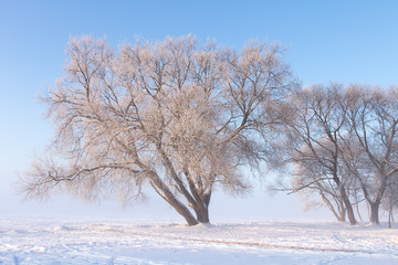 Fototapeta na wymiar Beautiful winter scene. Snowy trees on white meadow. Bright wintry landscape. Frosty nature. Hoarfrost on tree branches. Christmas background