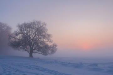Winter sunrise. Lonely tree on snowy meadow. Snow, frost in foggy morning. Christmas background. Winter landscape