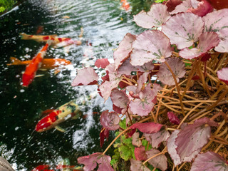 Bush and Koi Carp fish background.