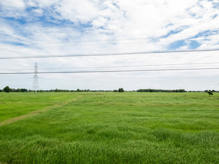 Thai rice field at Thailand.