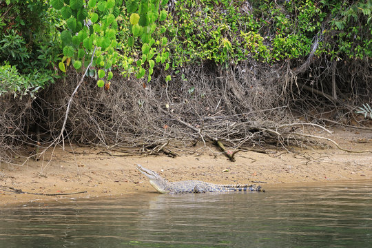 Female Saltwater Crocodile