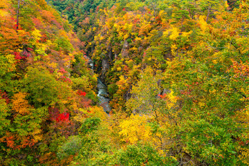 Beautiful scenic landscape of mountain at Naruko Gorge with the colorful foliage of autumn season in the forest and natural stream flow at the foot of mountain in Naruko City, Miyagi Prefecture, Japan