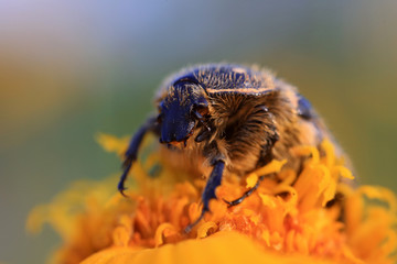 Scarabaeidae