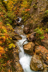 Clear natural stream flow down from the mountain passing rocks and beautiful colorful foliage of autumn season at Naruko Gorge, Miyagi Prefecture, Japan.
