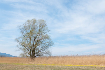 Tree among a field of dry grass, pastel colors