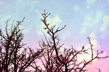 Branches without leaves on background of sunset, blue pink cloudy sky