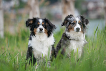 A pair of Australian Shepherds, sitting, summer