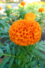 Fresh Marigold orange flower in garden