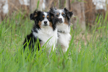 A pair of Australian Shepherds, sitting, summer