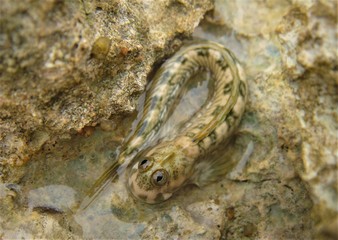 Little fish basks on a stone