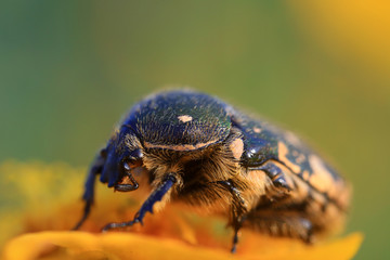 Scarabaeidae
