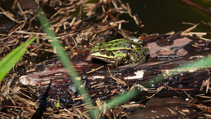 green frog