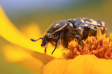 Scarabaeidae