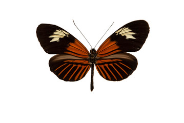 Heliconius erato, Red postman, small postman, a butterfly cut out with white background