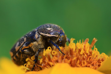 Scarabaeidae