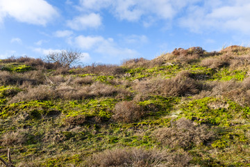 Dune slope with fluorescent moss