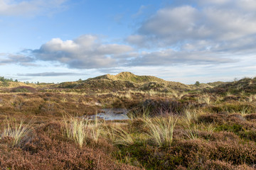 Frozen rain puddle in a dune landscape with heather