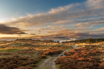Path through a heathland at the end of a sunny day