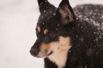 Dog in snow with snowflakes 