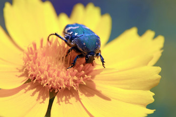 Scarabaeidae