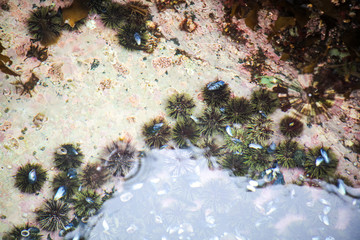 Sea urchins are under water