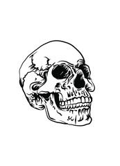 Skull vector illustration for design work