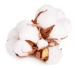 Cotton plant flower isolated on white background