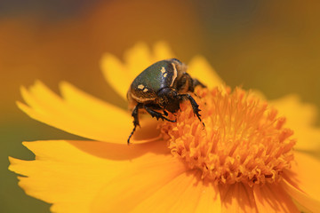 Scarabaeidae
