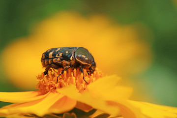 Scarabaeidae