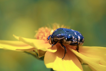 Scarabaeidae