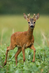 A cute roe deer, capreolus capreolus, portrayed in the rain surrounded by the green background. A pretty wild animal looking innocently into the camera.