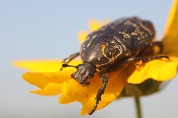 Scarabaeidae