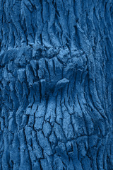 embossed tree bark covered with moss and lichen close up