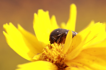 Scarabaeidae