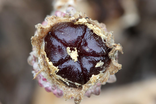 Kristallmittagsblume