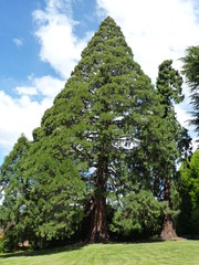 sapin géant nouvelle zélande