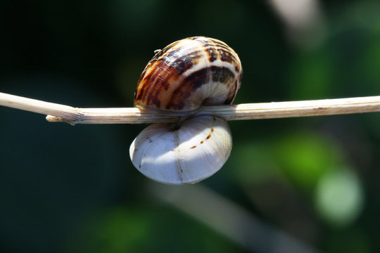 Schnecken